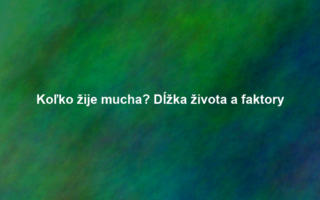 Koľko žije mucha? Dĺžka života a faktory