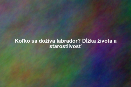 Koľko sa dožíva labrador? Dĺžka života a starostlivosť